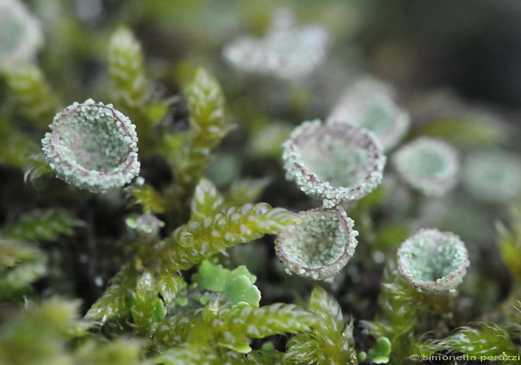 Cladonia pyxidata